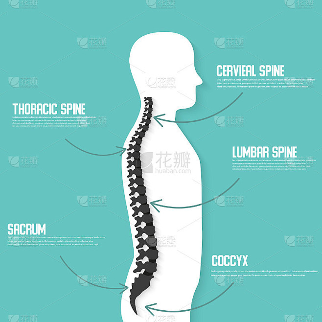 人体脊柱解剖矢量图。脊柱医疗中心，诊所，...