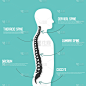 人体脊柱解剖矢量图。脊柱医疗中心，诊所，研究所，诊断单元。脊髓图标