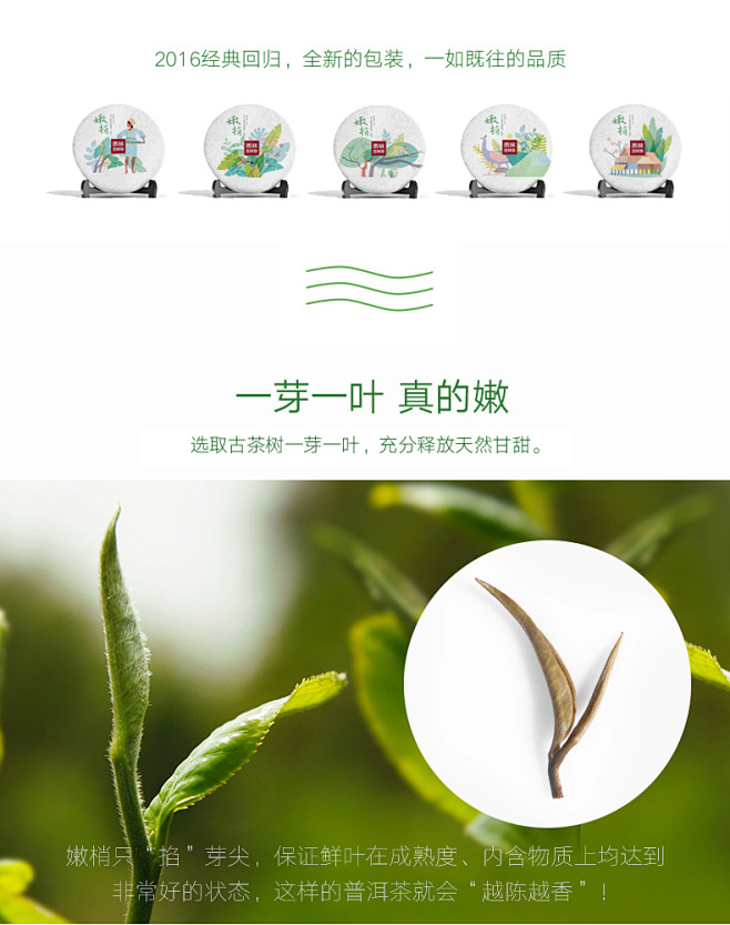 雨林古树茶 普洱茶生茶2016嫩梢饼茶 ...