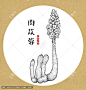 肉苁蓉 手绘肉苁蓉 药材 医草 手绘植物花草 手绘中草药 草药 中草药包装插画 肉苁蓉包装插画 草本植物 中草药 中药本草纲目 百草集 手绘肉苁蓉线描插画