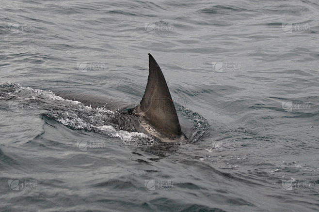 大白鲨的背鳍，Carcharodon carcharias，假湾，南非