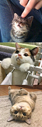 总会有猫气 ​​​​