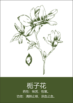 嘿YOYOy采集到药材 花