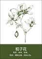 中药材插画