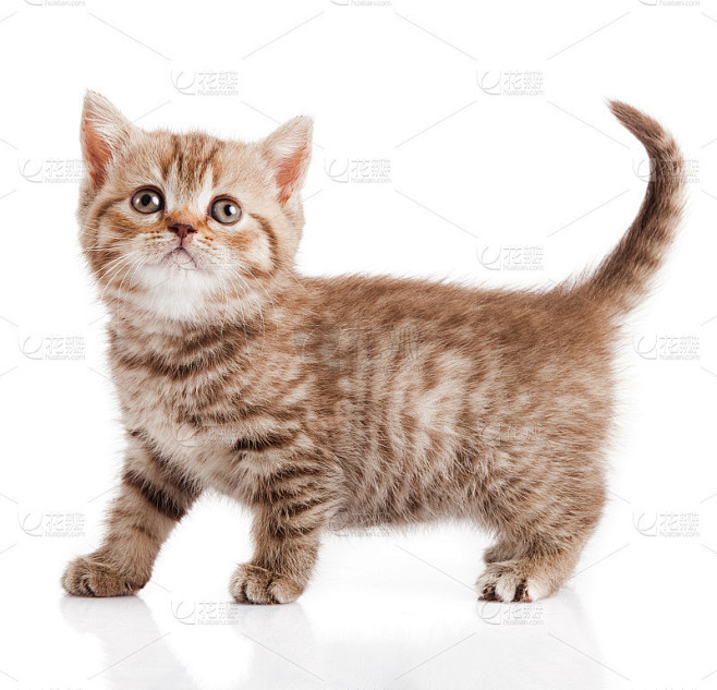 白底上的小猫
