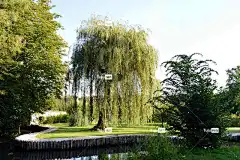 垂柳 公园 池塘 树 景观 自然 花园