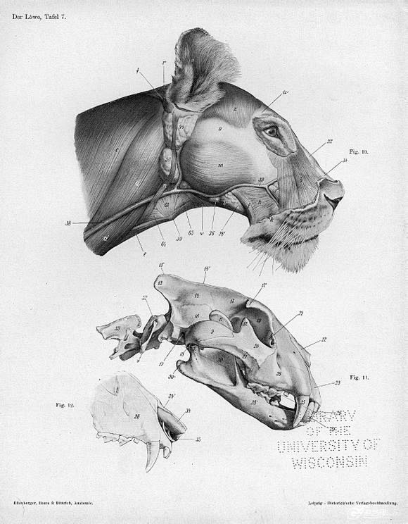 狮子解剖图_狮子吧_百度贴吧
