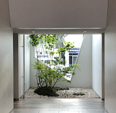 AZ8eI2JJ采集到天井植物