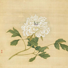橘叁采集到白描
