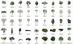 效果图后期植物素材  高清植物素材全部为PSD格式 上面所填的宽和高为单颗树的大小因为每棵树的分辨率有大有小 所以就填了一棵树的大小