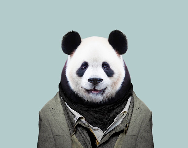 Giant-Panda---Ailuro...