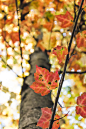ampphoto:

A Beautiful Start to Autumn 