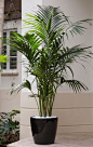 Elegant Kentia Palm A premium plant! Kentia palm is an elegant plant that eagerly thrives indoors yet grows relatively slowly so it can be enjoyed for many years. You’ll regard this palm as a stylish addition to your room, adding lush color and graceful f