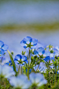 hungariansoul:

followthewestwind:

Nemophila by Yorkey&Rin on Flickr.

♥