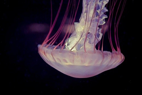 大栗子的相册-jellyfish