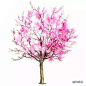 桃树 Prunus persica
