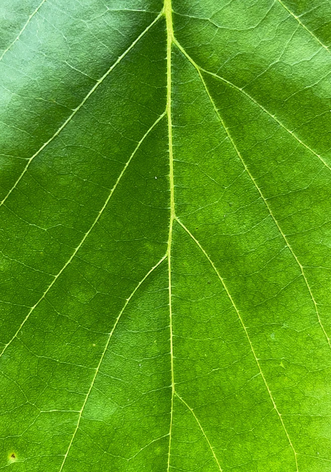 Lotus Leaf projects | Behance 上的照片、視訊、標誌、插圖和品牌图片_摄影、画面图片素材-花瓣网