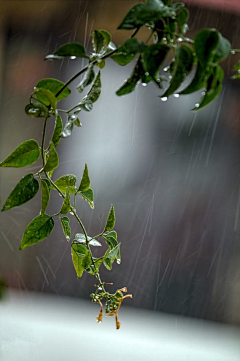 凉木采集到雨天似诗