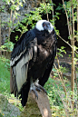鹰形目·美洲鹫科·安第斯鹫属：安第斯神鹫