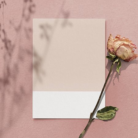 空白粉红色纸与粉红色背景上的干玫瑰