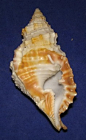 Distorsio decussata-Mexico
