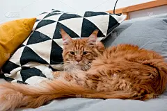 年轻的缅因猫放松睡在床上晚上在家里室内，长着红色和白色的毛和尾巴_5098122710