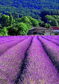 法国 普罗旺斯 薰衣草