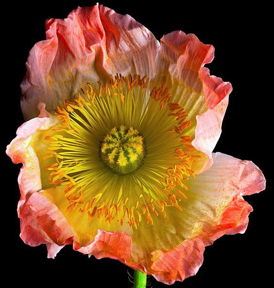 Iceland poppy (Papav...