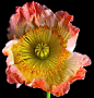 Iceland poppy (Papaver nudicaule)  by rareynolds1