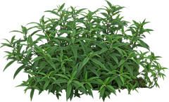 筱渥采集到W-植物素材