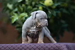 点击来源直接获取大图文件 |可爱的小美国恶霸犬幼犬