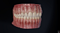 Teeth model - anatomical approach, Daniel Bauer : Set of teeth with major dental shapes and structures. Texturing is fully procedural,except the veins. I had a lot of fun in Marmoset TB to match dentin and flesh. Download a free decimated Model + Toolbag 