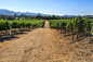 Vineyard in Napa Valley by Benny Marty on 500px