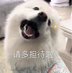 萨摩耶 表情包_百度图片搜索
