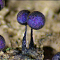 亮皮菌属下的黏菌(Myxomycetes)，其绚丽的色彩来源于孢囊的结构色。 ​​​​