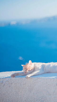 宦嘎嘎采集到猫