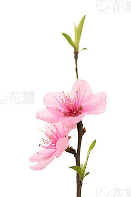 Blooming peach blossom twig素材-花瓣网