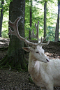 The White Stag