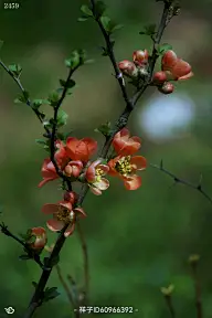 一花一天堂——四季之春暖花开