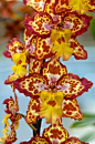 Beautiful and Bright Orchid   ♥ ♥