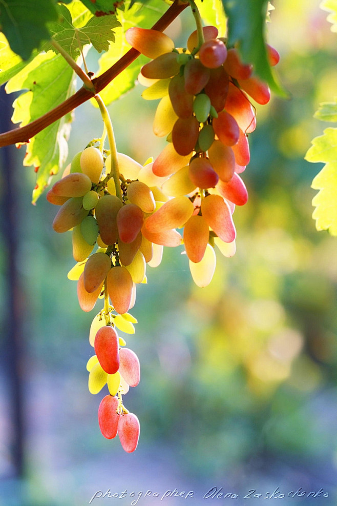 ripe red grape