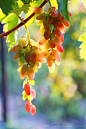 Olena Zaskochenko在 500px 上的照片ripe red grape