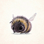 最萌的小动物插画设计，来自插画师sydwiki的创作。
