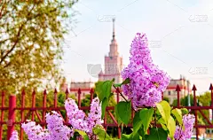 丁香花,春天,活力,绘画艺术品,白丁香,夏天,明亮,白色,植物学,灌木