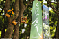 JUNPING Plant b城市森林计划市集
