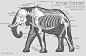 Chris Roman: Elephant Anatomy Study: 