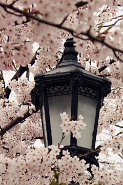 记忆里的月光采集到樱花
