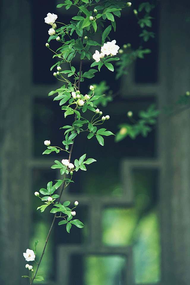 风景 壁纸