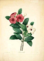 皮埃尔•约瑟夫•雷杜德的植物图谱。
