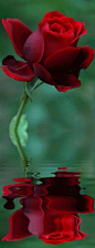 reflection of a red rose  